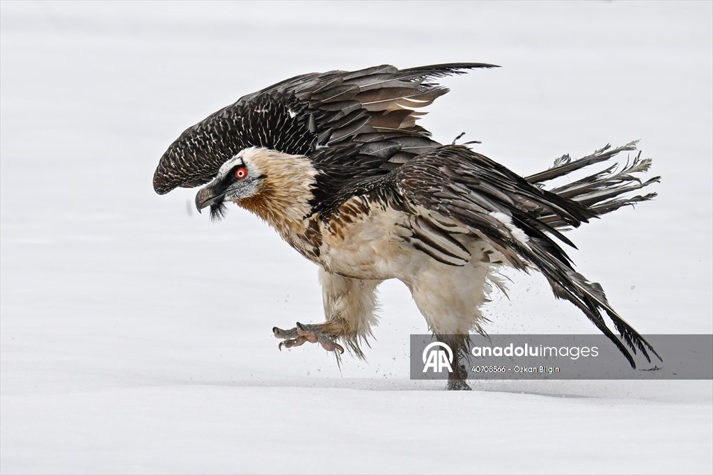 Wildlife Protection and Rehabilitation Center in Turkiye's Van treat wounded wild animals
