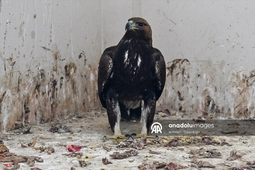 Wildlife Protection and Rehabilitation Center in Turkiye's Van treat wounded wild animals