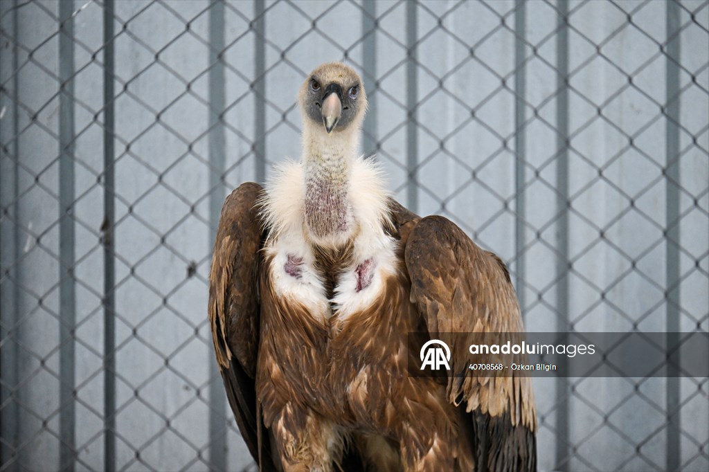 Wildlife Protection and Rehabilitation Center in Turkiye's Van treat wounded wild animals