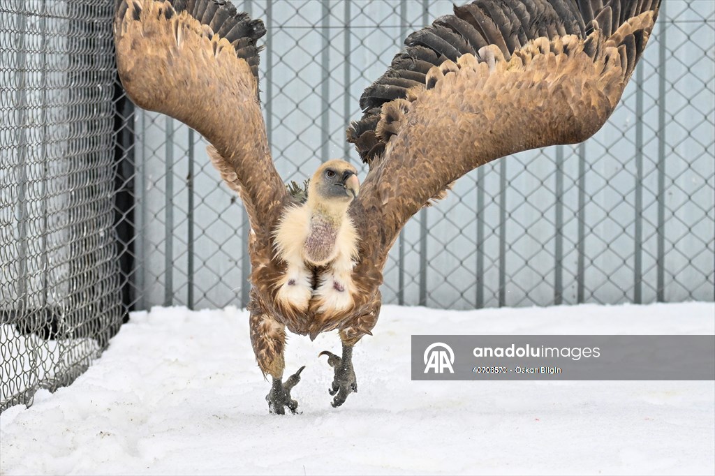 Wildlife Protection and Rehabilitation Center in Turkiye's Van treat wounded wild animals