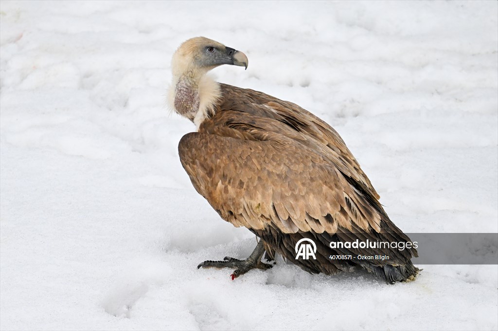 Wildlife Protection and Rehabilitation Center in Turkiye's Van treat wounded wild animals