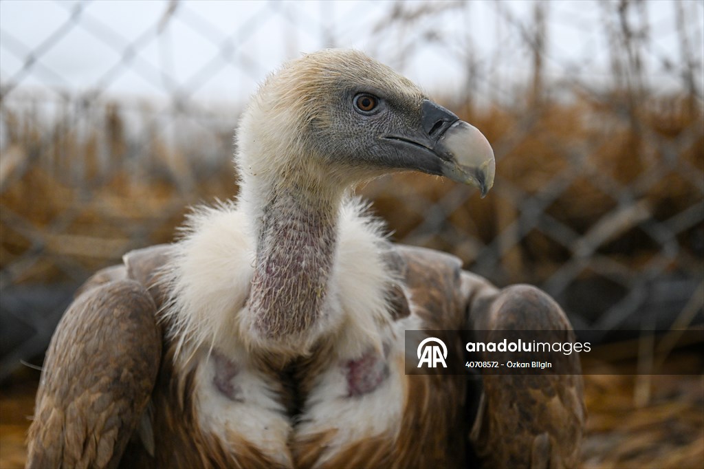 Wildlife Protection and Rehabilitation Center in Turkiye's Van treat wounded wild animals