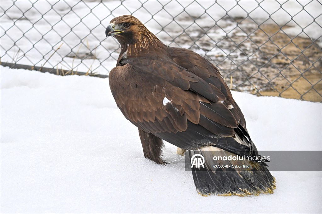 Wildlife Protection and Rehabilitation Center in Turkiye's Van treat wounded wild animals
