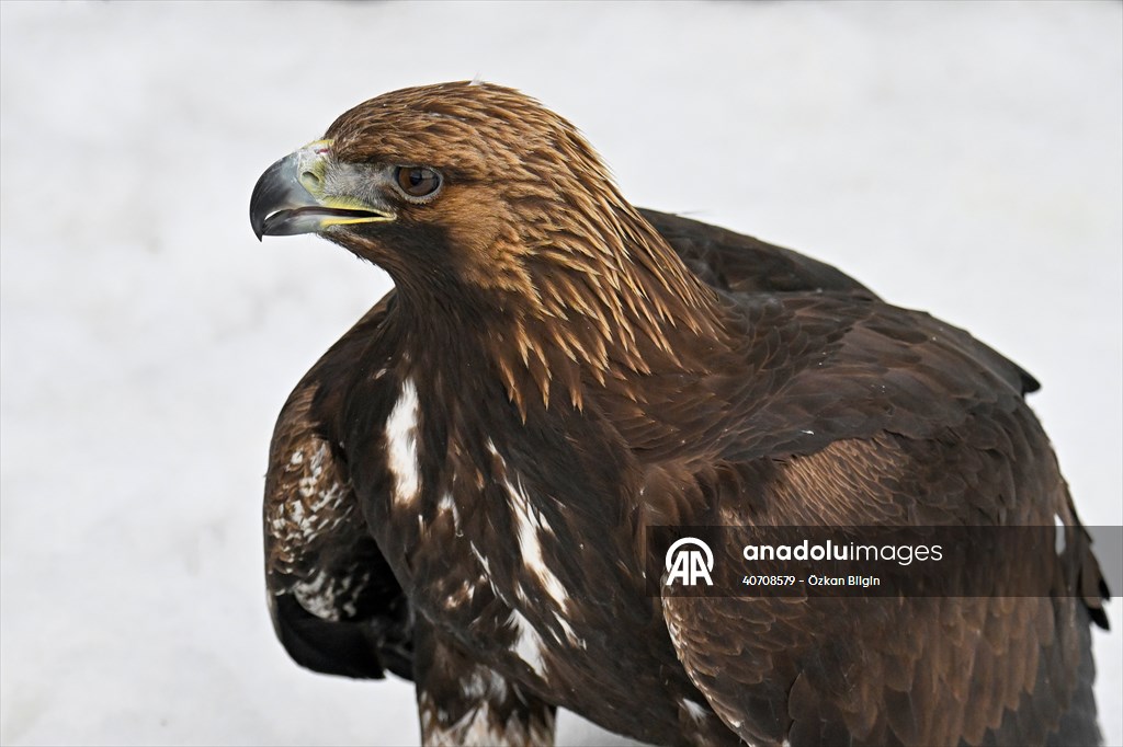 Wildlife Protection and Rehabilitation Center in Turkiye's Van treat wounded wild animals
