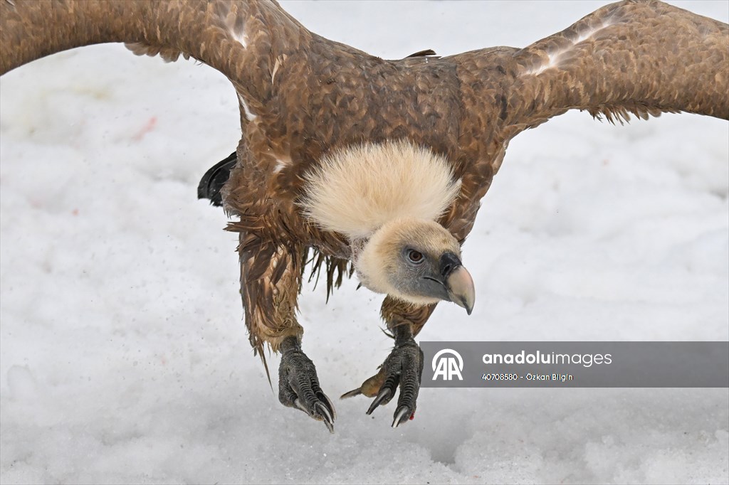 Wildlife Protection and Rehabilitation Center in Turkiye's Van treat wounded wild animals