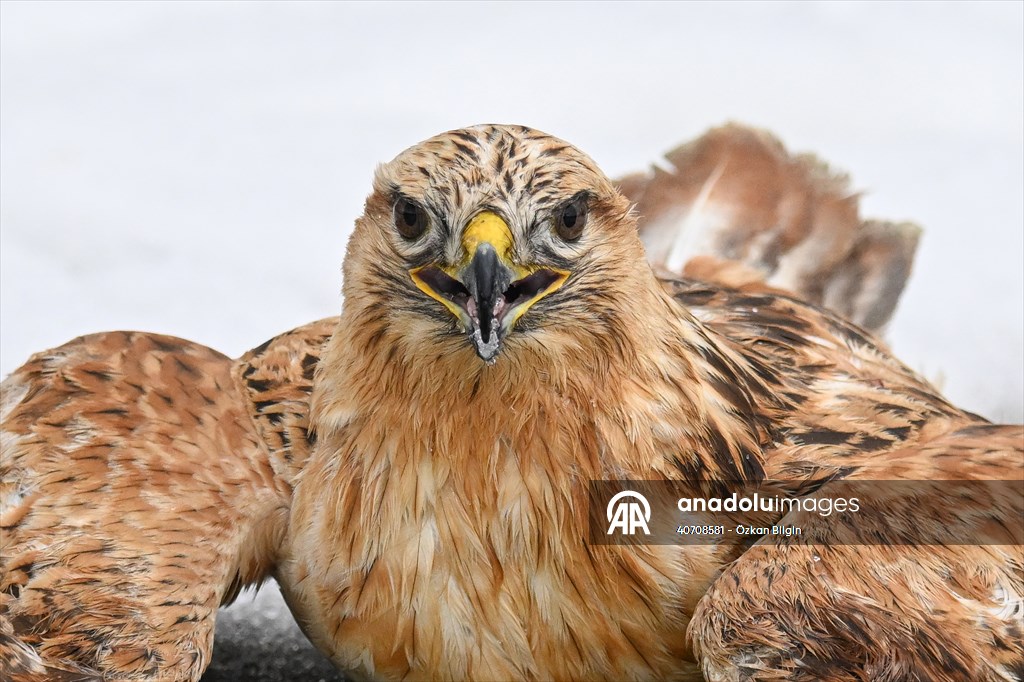 Wildlife Protection and Rehabilitation Center in Turkiye's Van treat wounded wild animals