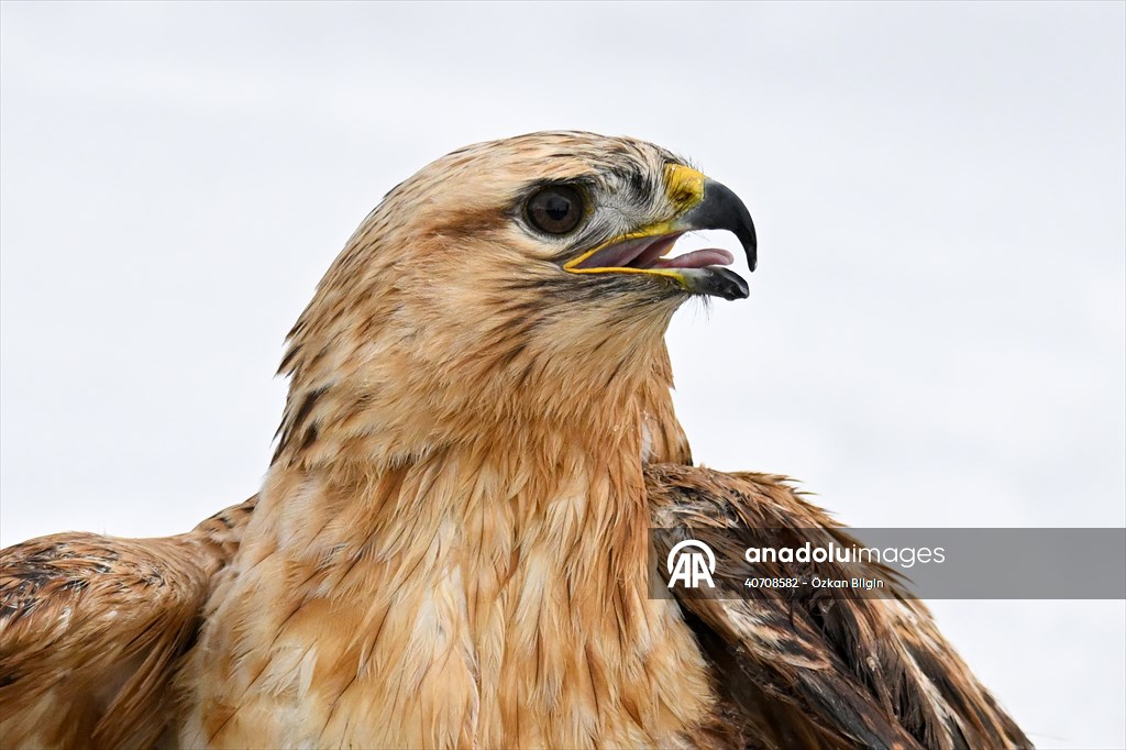 Wildlife Protection and Rehabilitation Center in Turkiye's Van treat wounded wild animals