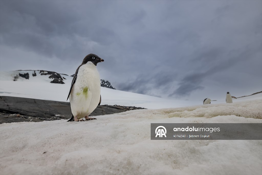 Turkiye's 10th National Antarctic Scientific Expedition has come to an end