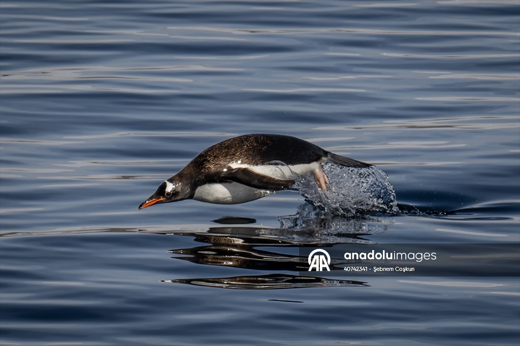 Turkiye's 10th National Antarctic Scientific Expedition has come to an end