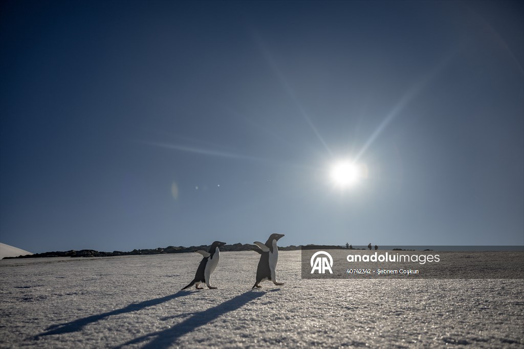 Turkiye's 10th National Antarctic Scientific Expedition has come to an end