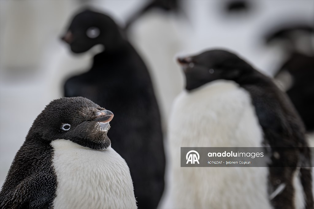 Turkiye's 10th National Antarctic Scientific Expedition has come to an end