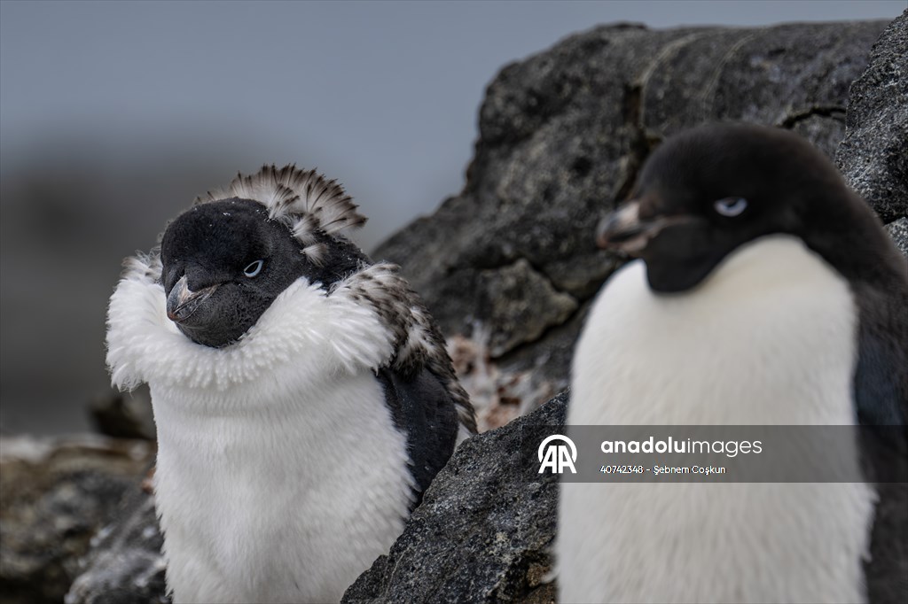 Turkiye's 10th National Antarctic Scientific Expedition has come to an end