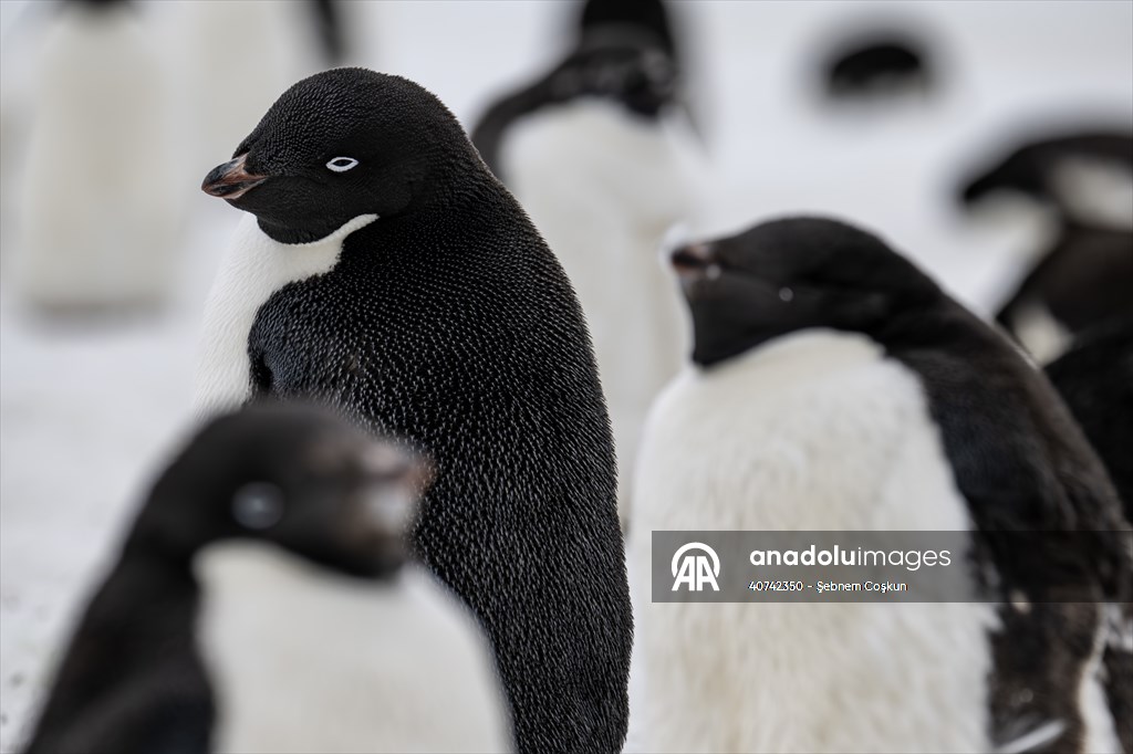 Turkiye's 10th National Antarctic Scientific Expedition has come to an end