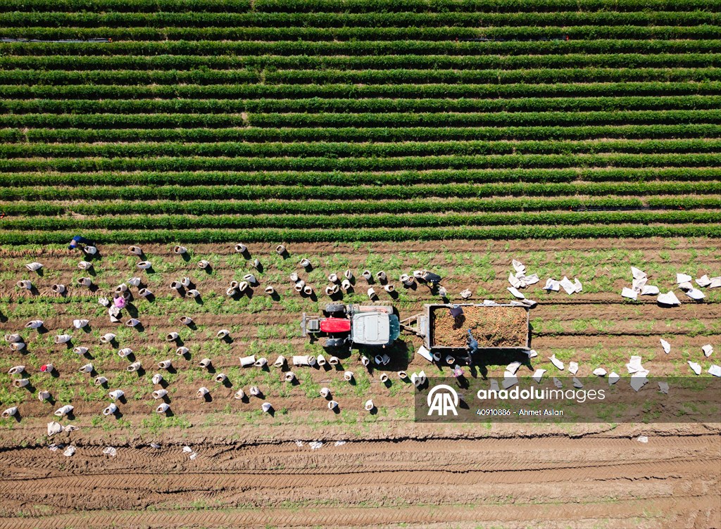 Hatay’da havuç hasadı başladı