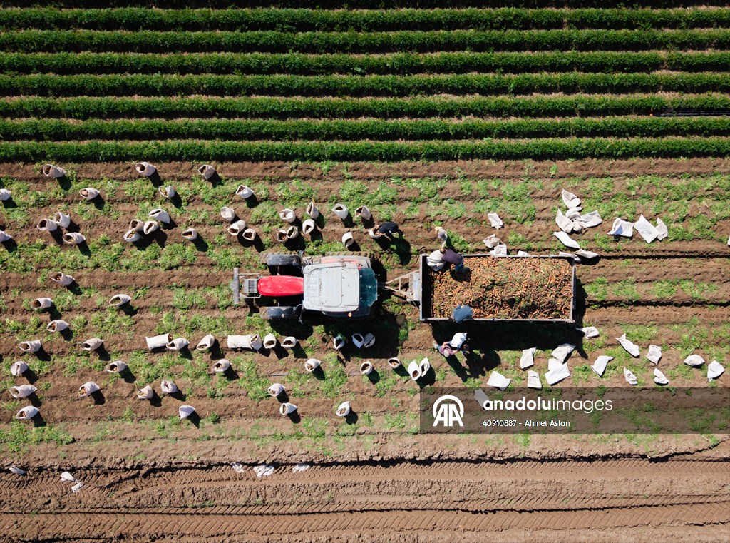 Hatay’da havuç hasadı başladı