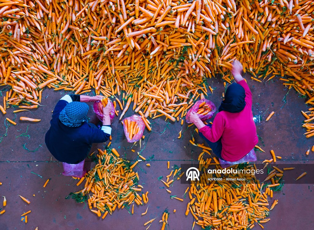 Hatay’da havuç hasadı başladı