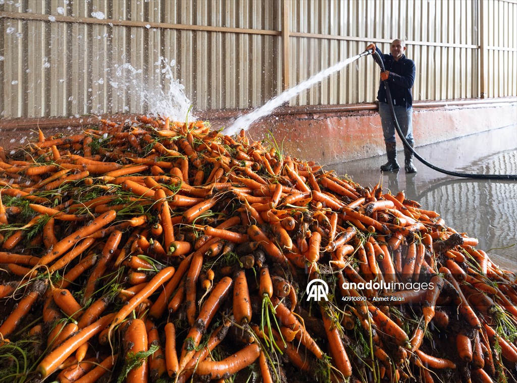 Hatay’da havuç hasadı başladı