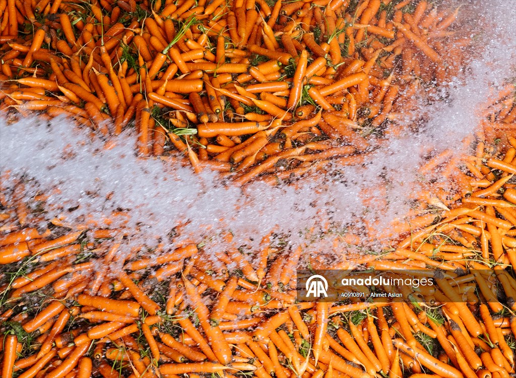 Hatay’da havuç hasadı başladı