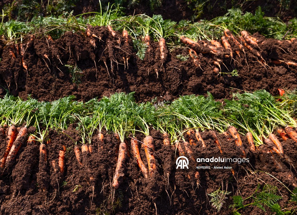 Hatay’da havuç hasadı başladı