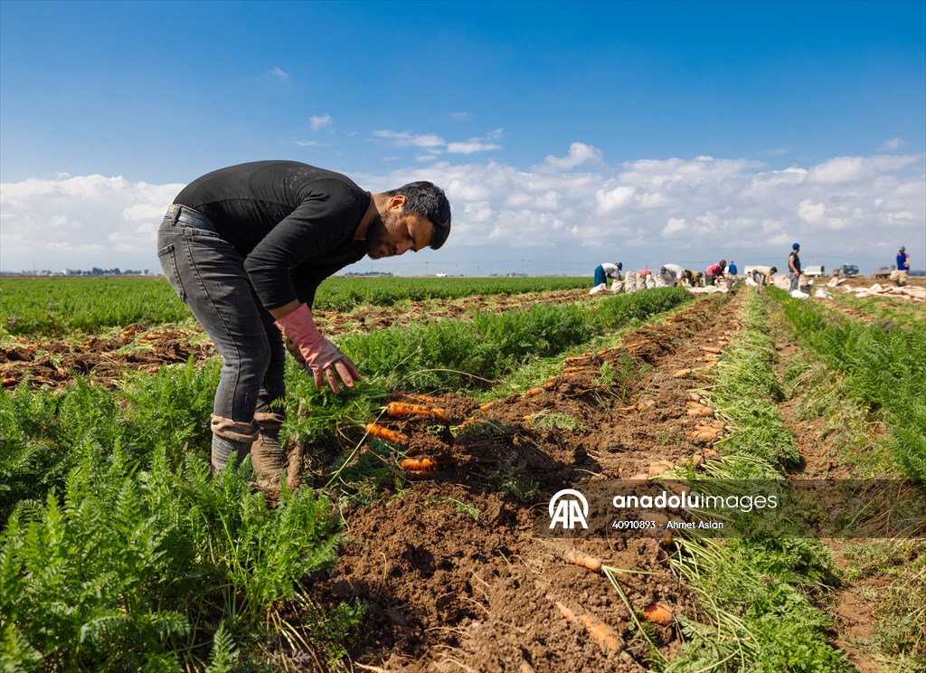 Hatay’da havuç hasadı başladı