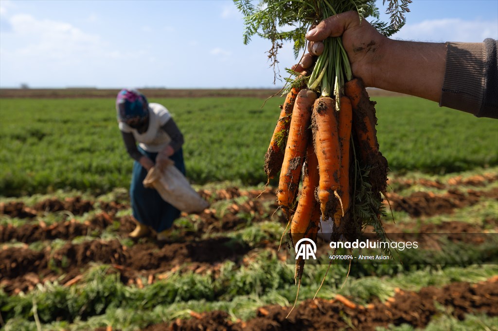 Hatay’da havuç hasadı başladı