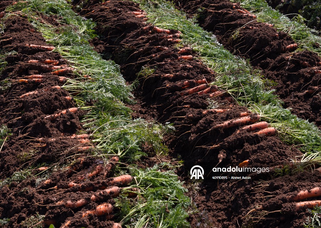 Hatay’da havuç hasadı başladı