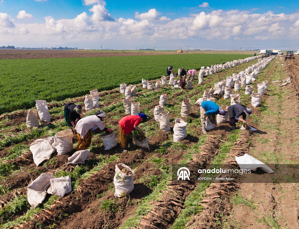 Hatay’da havuç hasadı başladı