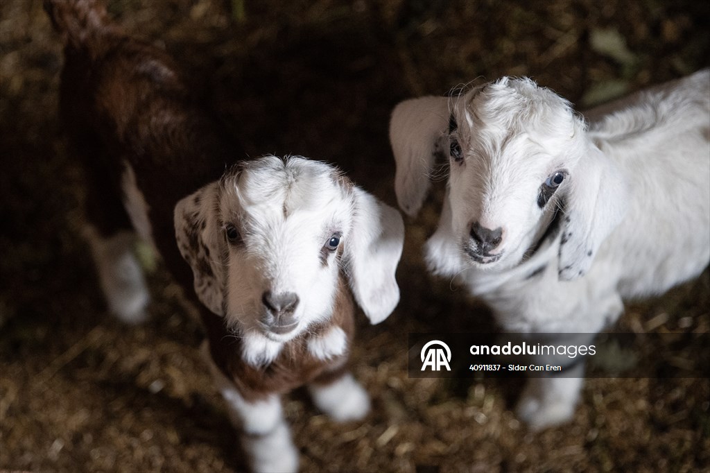 Breeders keep watch as lambing season begins in eastern Turkiye
