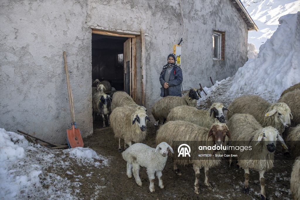 Breeders keep watch as lambing season begins in eastern Turkiye