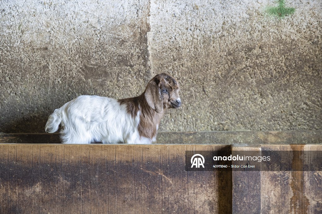 Breeders keep watch as lambing season begins in eastern Turkiye