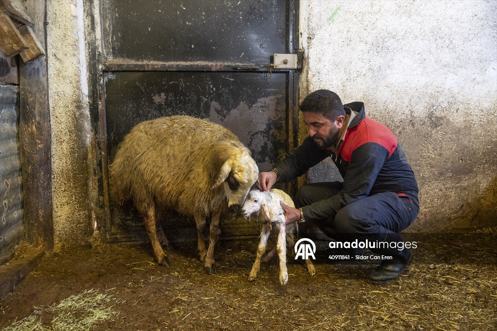 Breeders keep watch as lambing season begins in eastern Turkiye