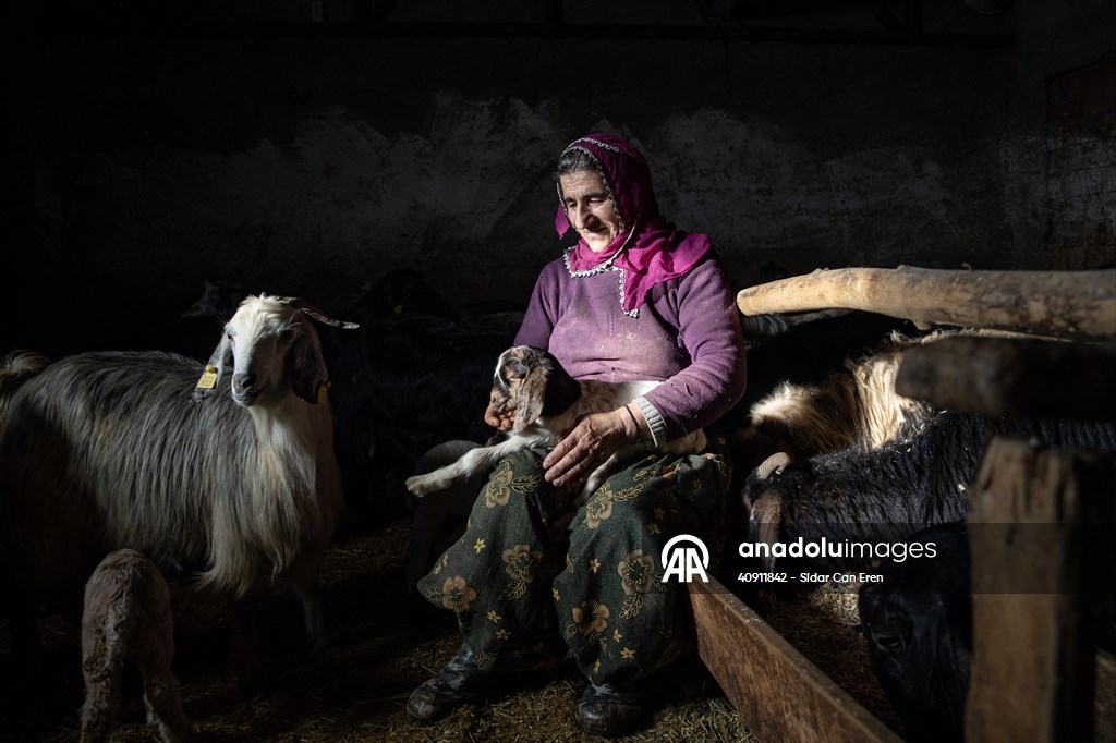 Breeders keep watch as lambing season begins in eastern Turkiye