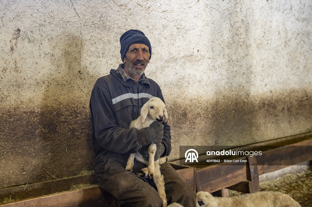 Breeders keep watch as lambing season begins in eastern Turkiye