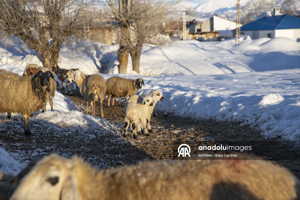 Breeders keep watch as lambing season begins in eastern Turkiye