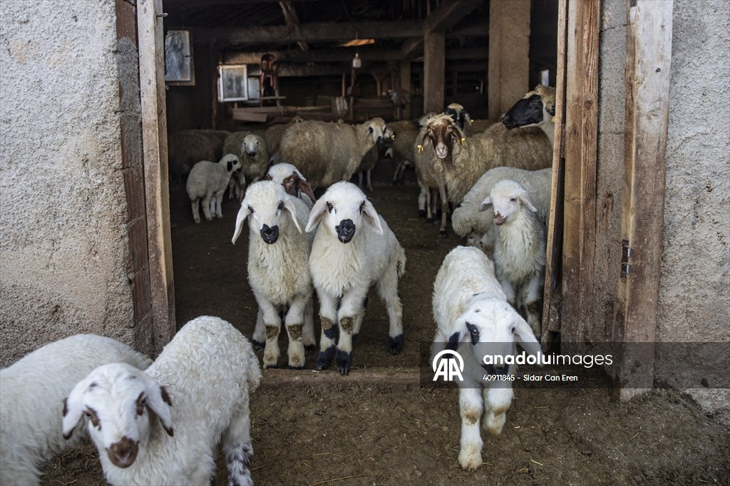 Breeders keep watch as lambing season begins in eastern Turkiye
