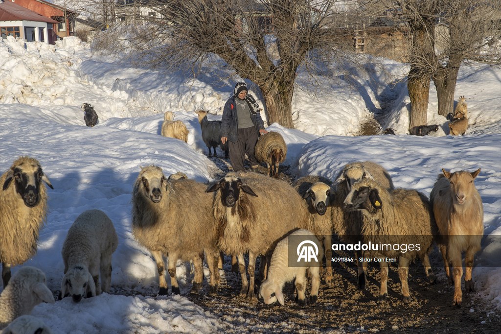 Breeders keep watch as lambing season begins in eastern Turkiye