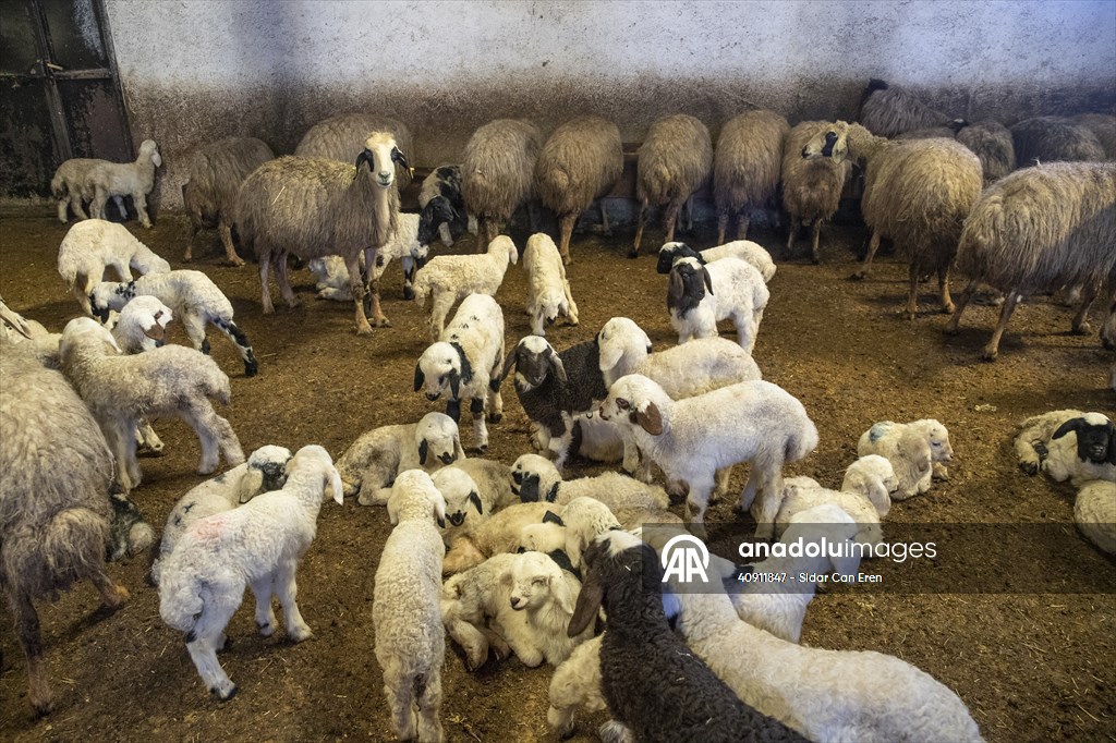 Breeders keep watch as lambing season begins in eastern Turkiye