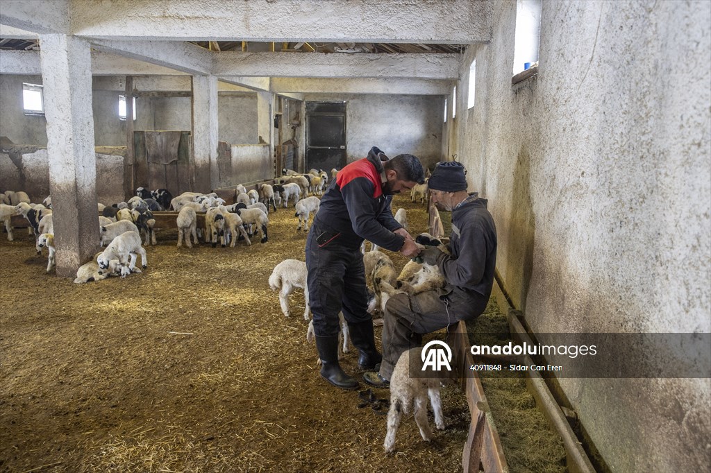 Breeders keep watch as lambing season begins in eastern Turkiye