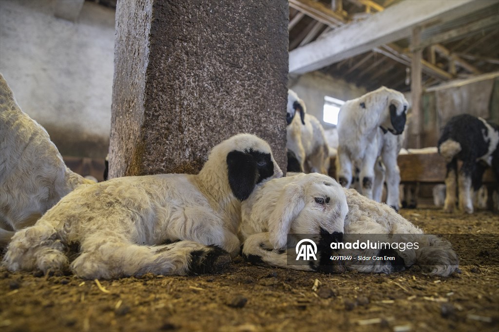 Breeders keep watch as lambing season begins in eastern Turkiye