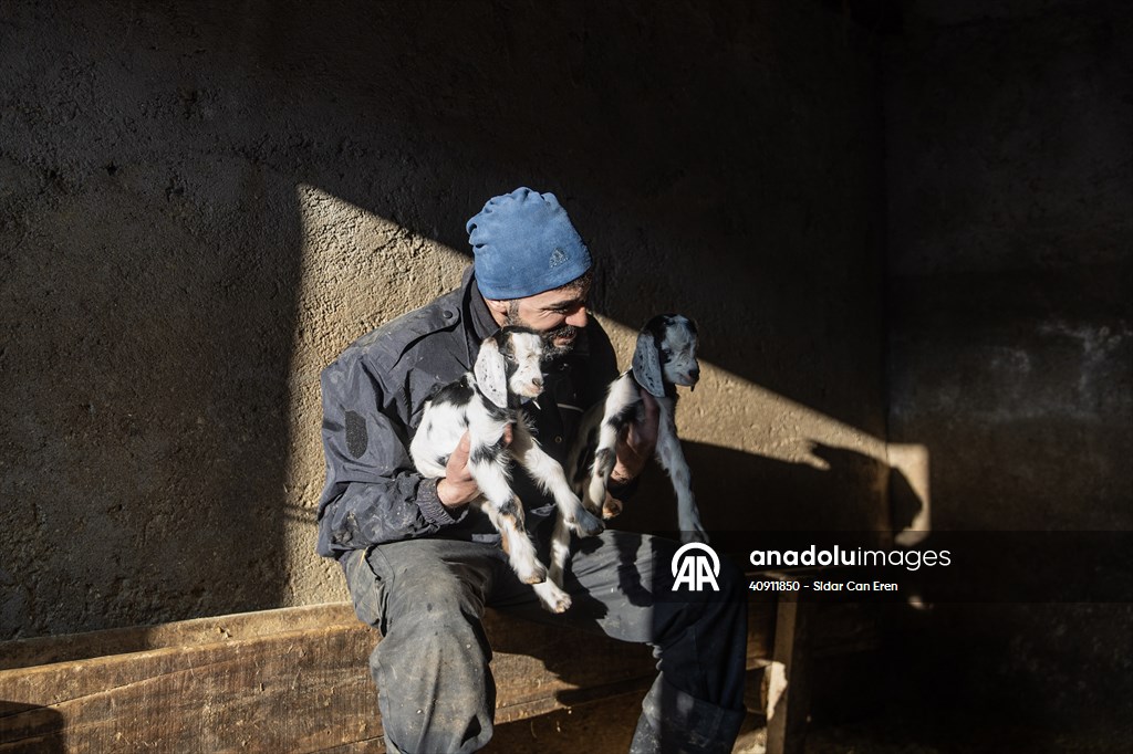 Breeders keep watch as lambing season begins in eastern Turkiye