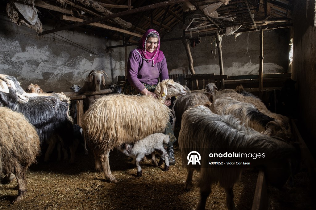 Breeders keep watch as lambing season begins in eastern Turkiye