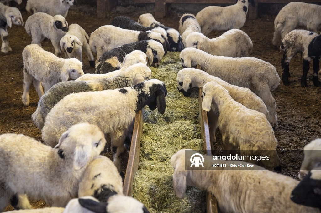 Breeders keep watch as lambing season begins in eastern Turkiye