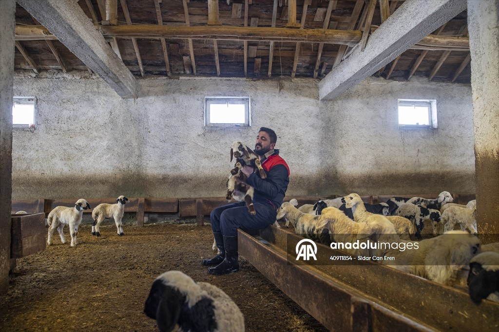 Breeders keep watch as lambing season begins in eastern Turkiye