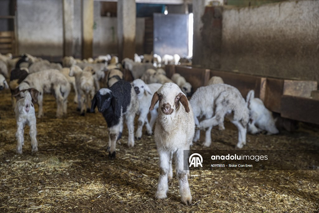 Breeders keep watch as lambing season begins in eastern Turkiye