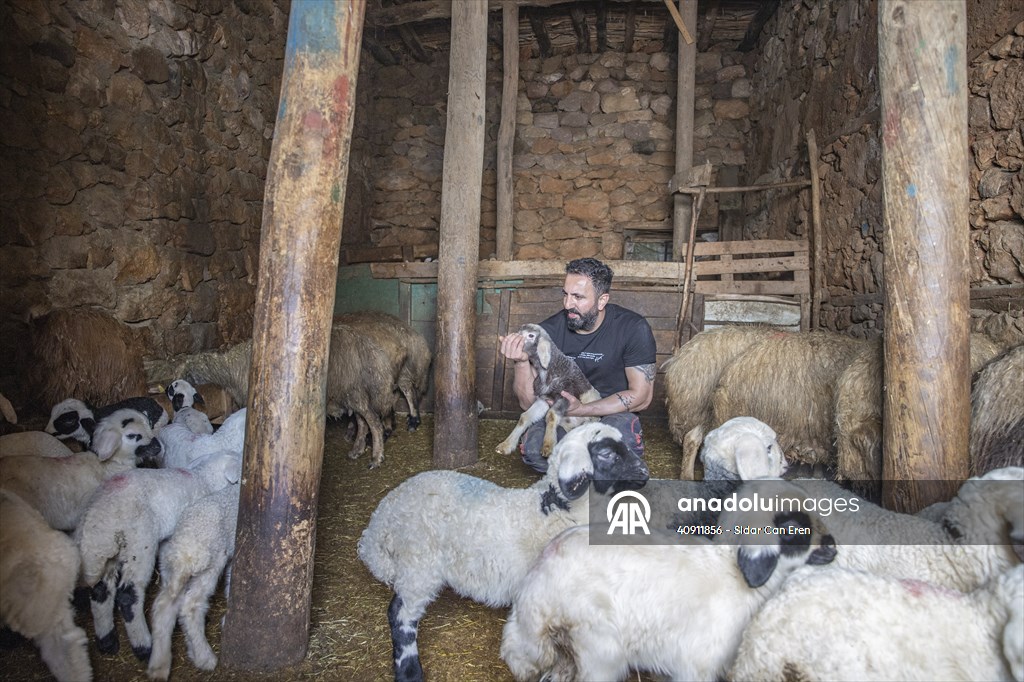 Breeders keep watch as lambing season begins in eastern Turkiye