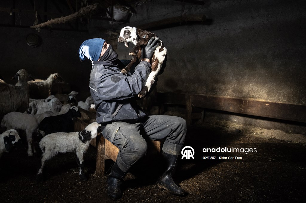 Breeders keep watch as lambing season begins in eastern Turkiye