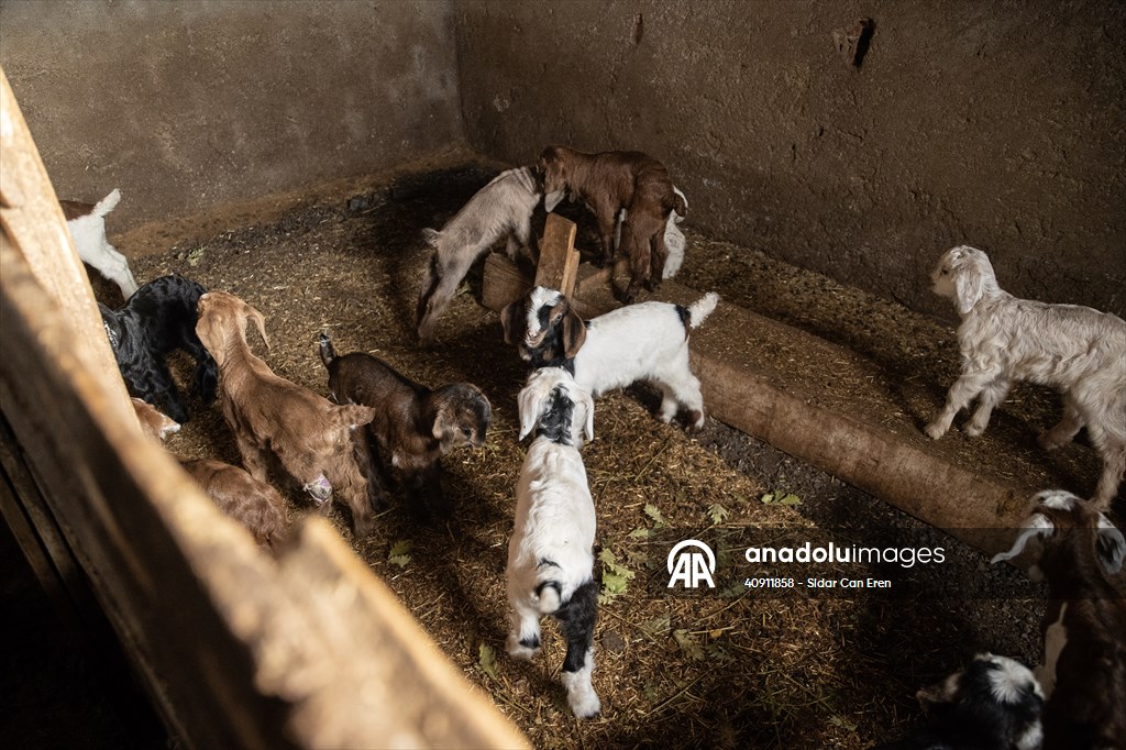Breeders keep watch as lambing season begins in eastern Turkiye