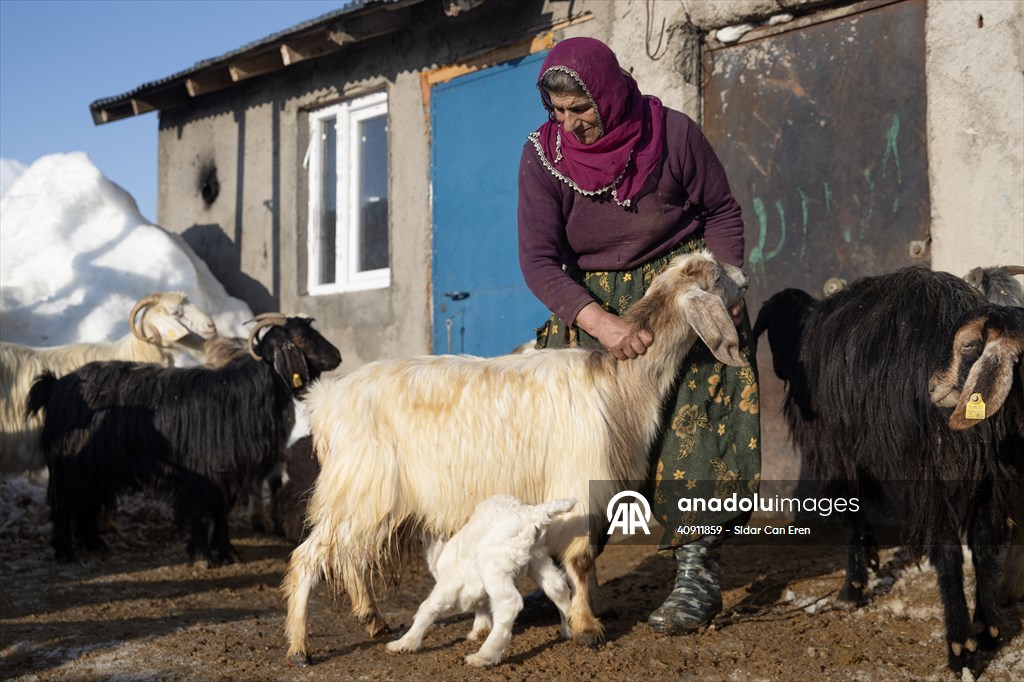 Breeders keep watch as lambing season begins in eastern Turkiye