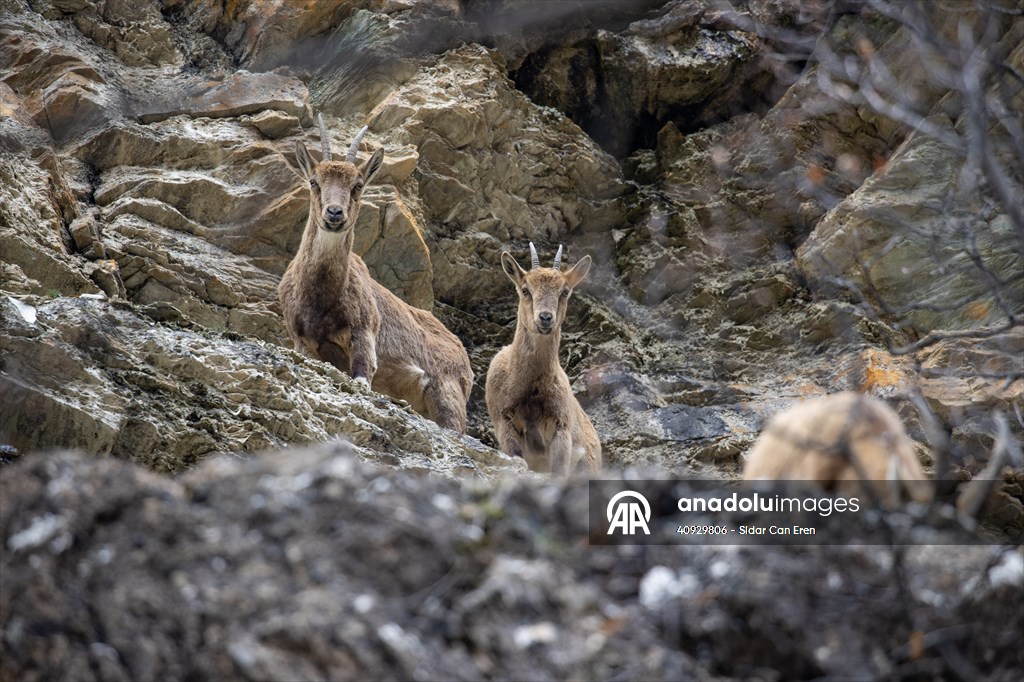 Munzur Valley National Park in Turkiye's Tunceli hosts many wild animals