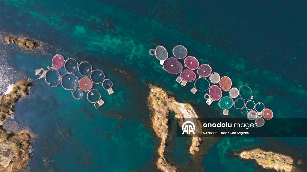 Fırat sularında kafes balıkçılığı